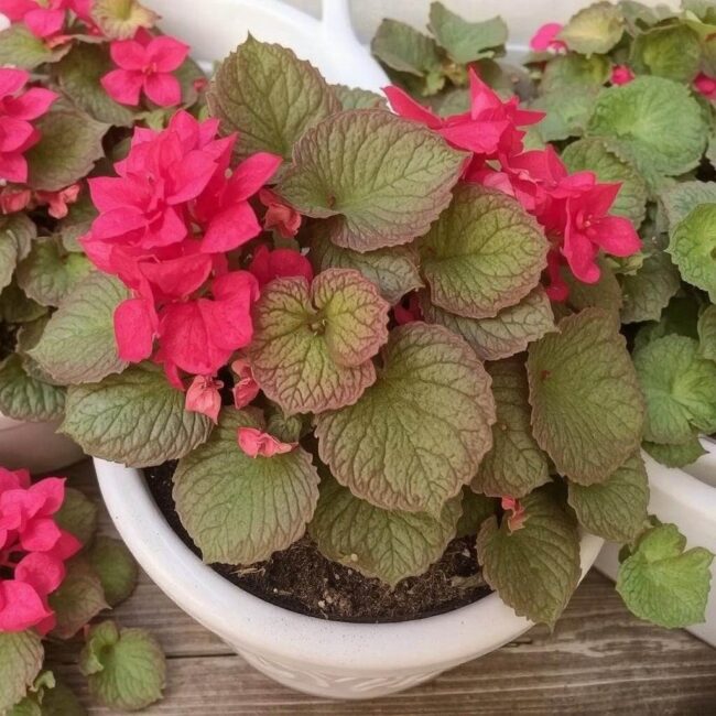 Znakomite miejsce dla begonii w domu