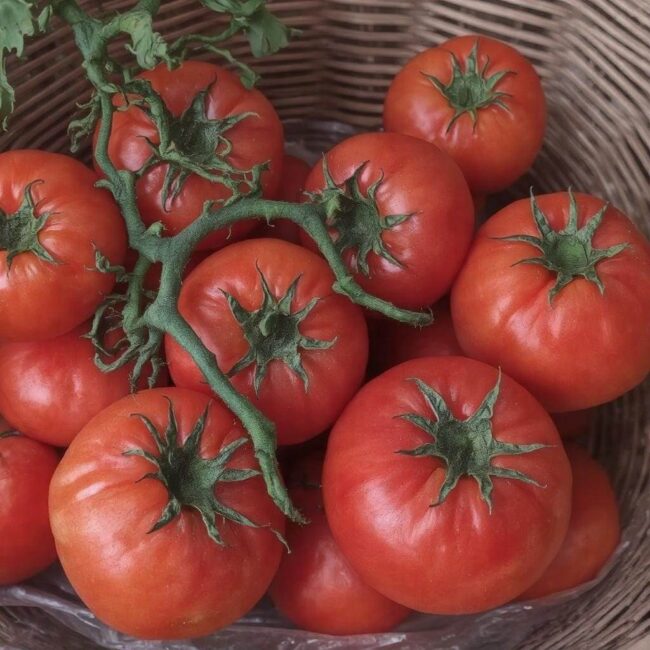 Zbieranie nasion pomidorów z roślin uprawianych w doniczkach